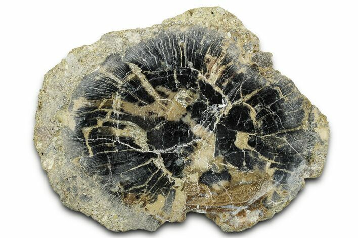 Polished Petrified Wood Limb End-Cut - Indonesia #329220